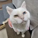 member face