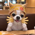 member face