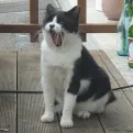 member face