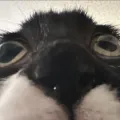 member face