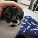 member face