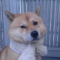 member face