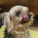 member face