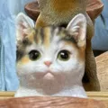 member face