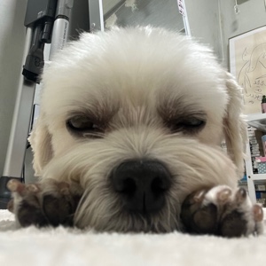 member face