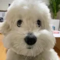 member face