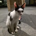 member face