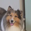 member face