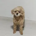 member face