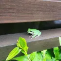 member face