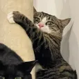 member face