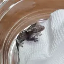 member face