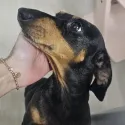 member face