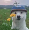 member face