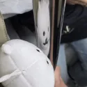 member face