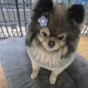 member face