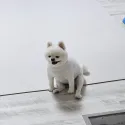 member face