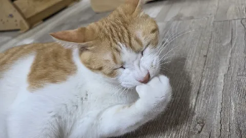 정모 대표 이미지