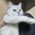 member face