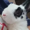 member face