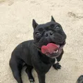 member face