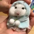 member face