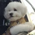 member face