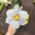 member face