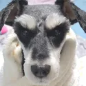 member face