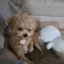 member face