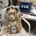 member face