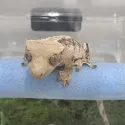 member face