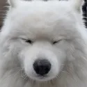 member face