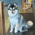 member face