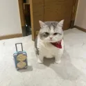 member face