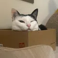 member face