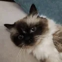 member face