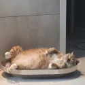 member face