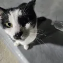 member face