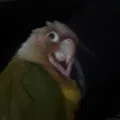 member face