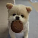 member face