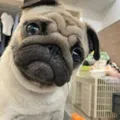 member face