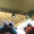 member face