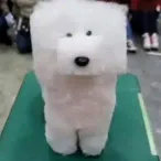 member face