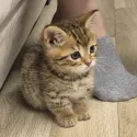 member face
