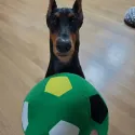 member face