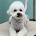 member face