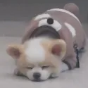 member face