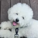 member face