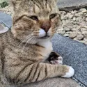 member face